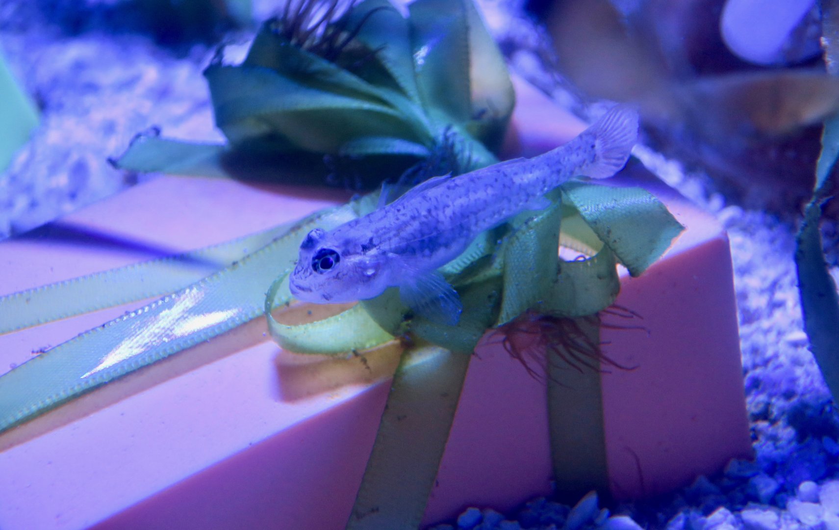 cf. Code Goby (Gobiosoma robustum)