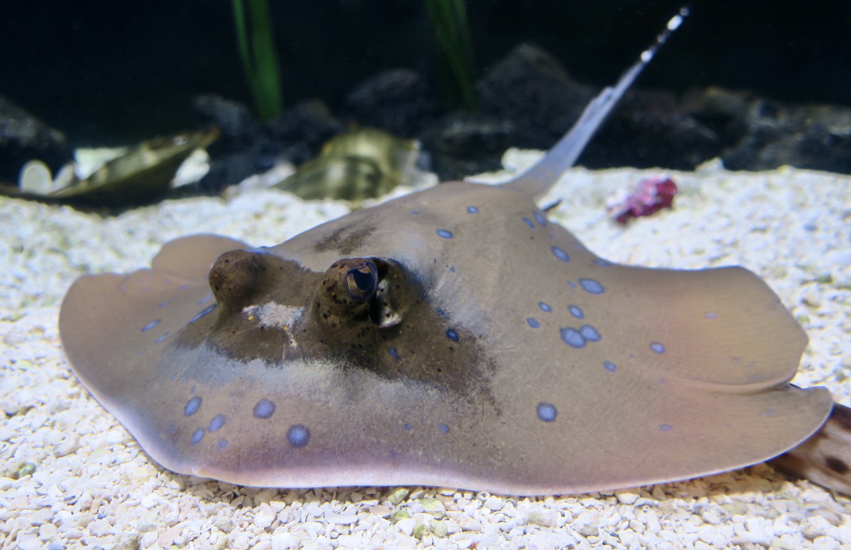cf. Oriental Bluespotted Maskray (Neotrygon orientalis)