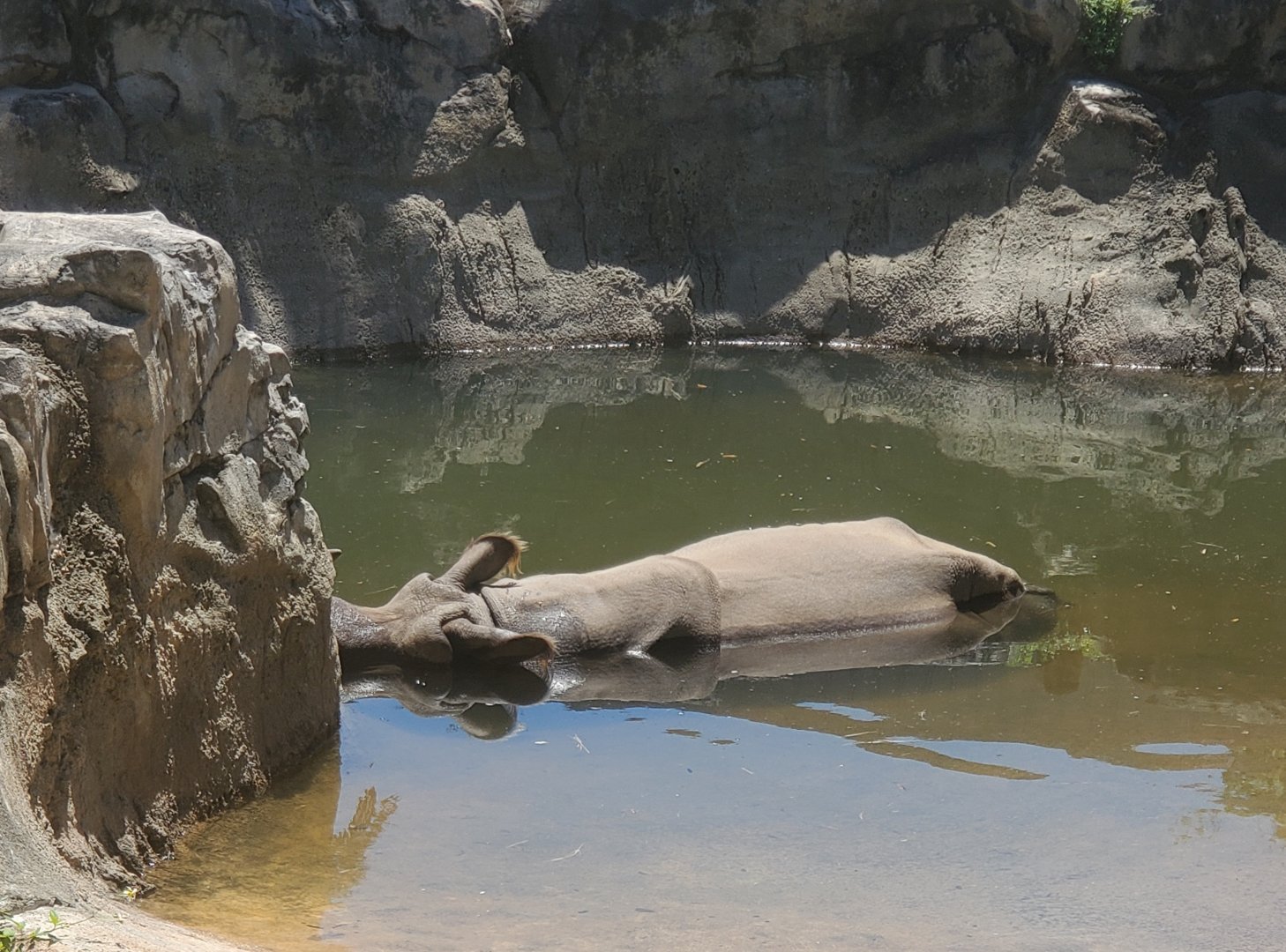 CF Zoo (2022) - Indian Rhinoceros