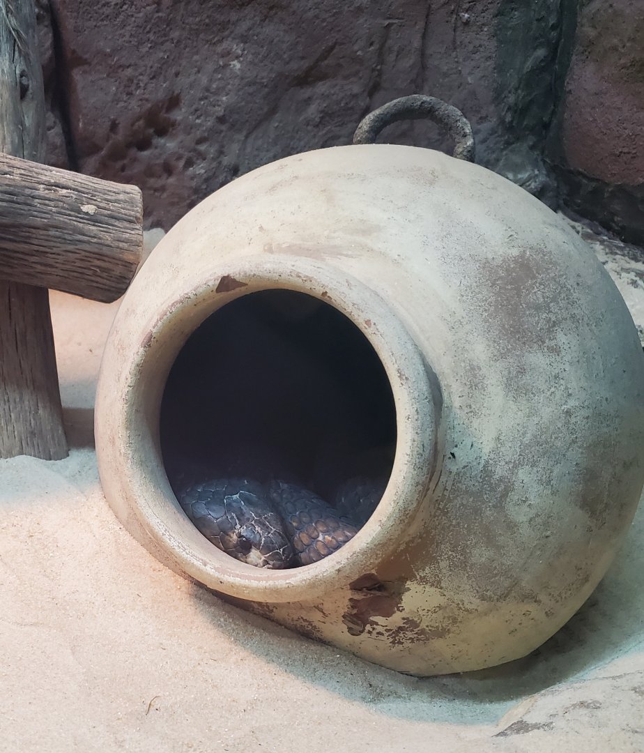 CF Zoo (2022) - Naja haje