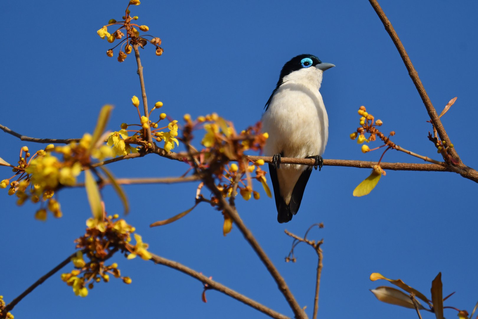Chabert's Vanga (Leptopterus chabert)