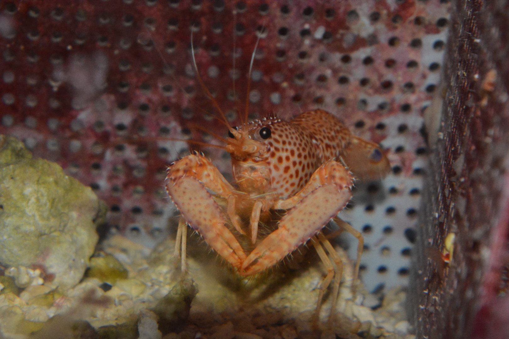 Chace's reef lobster (Enoplometopus chacei)