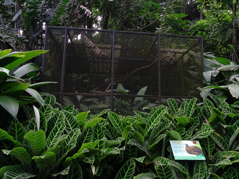 Chachalaca enclosure