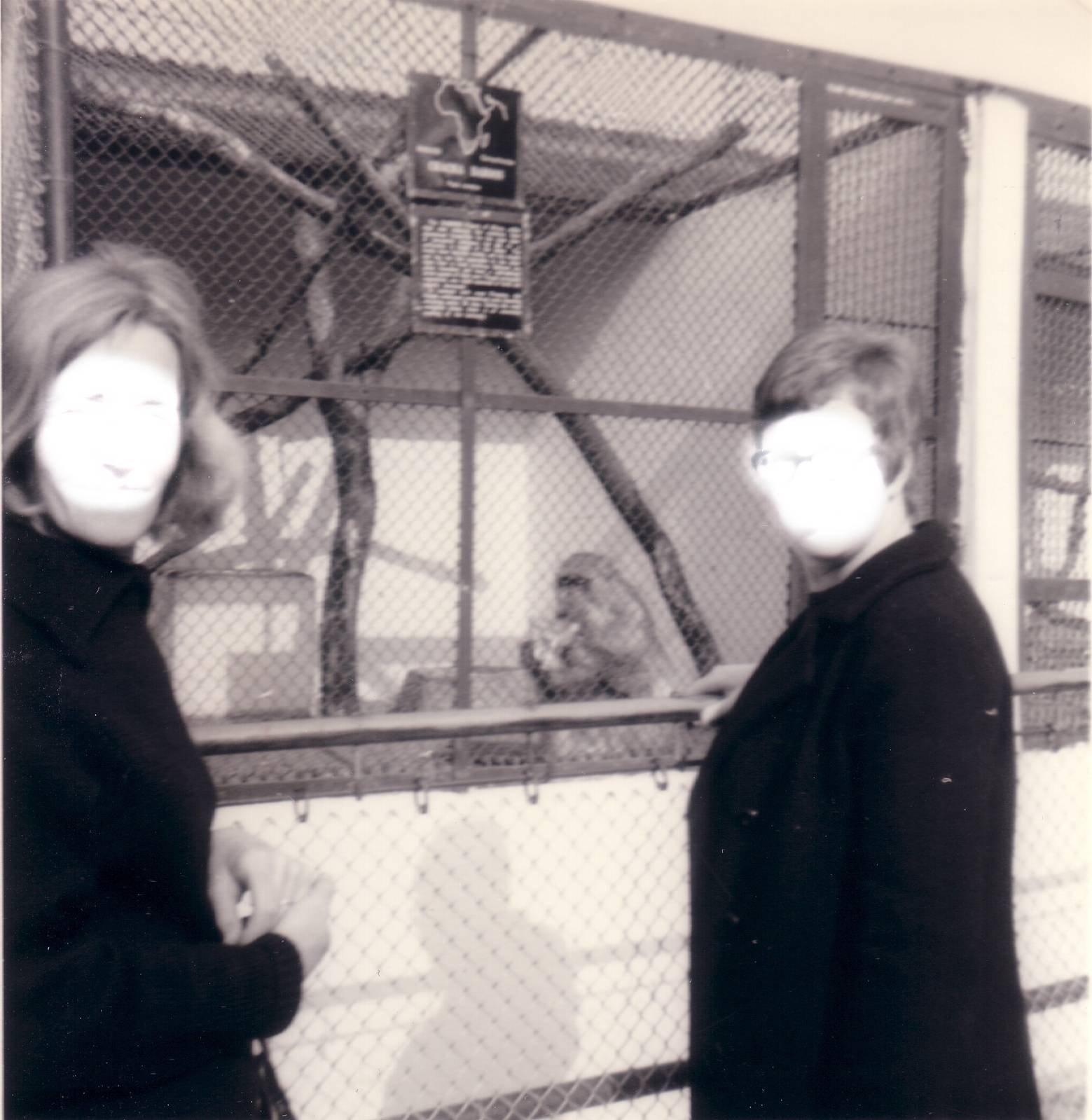 Chacma Baboon, April 1968