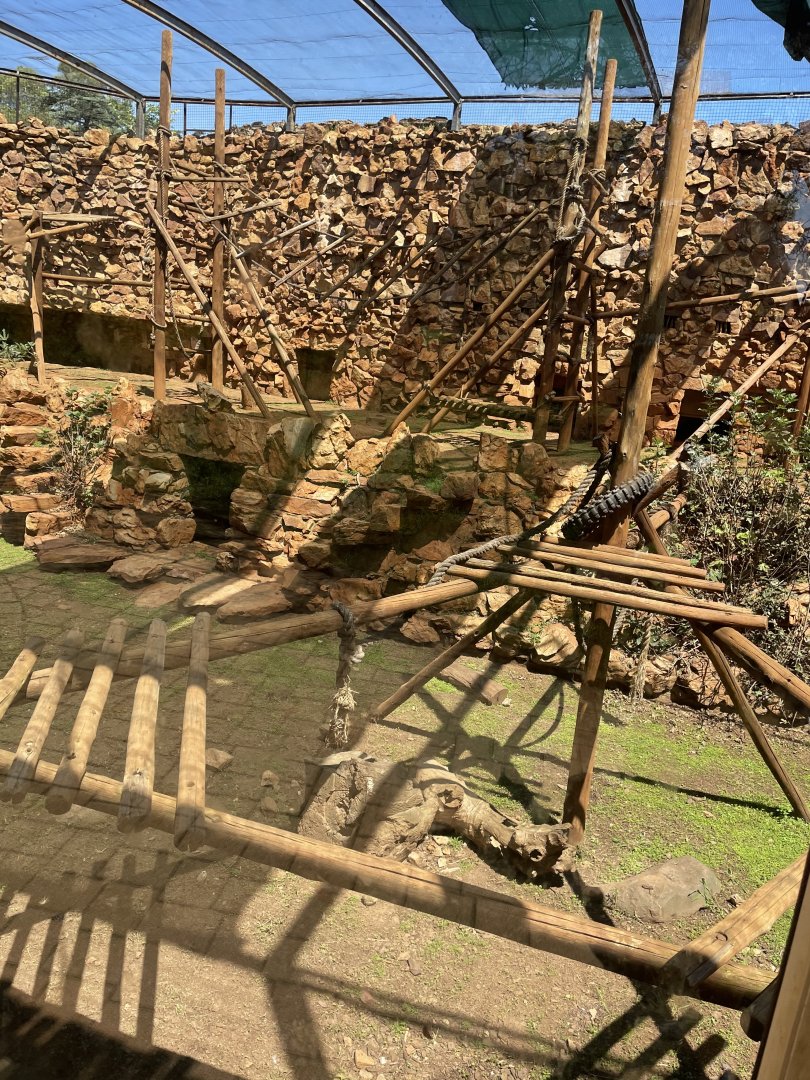 Chacma Baboon Exhibit