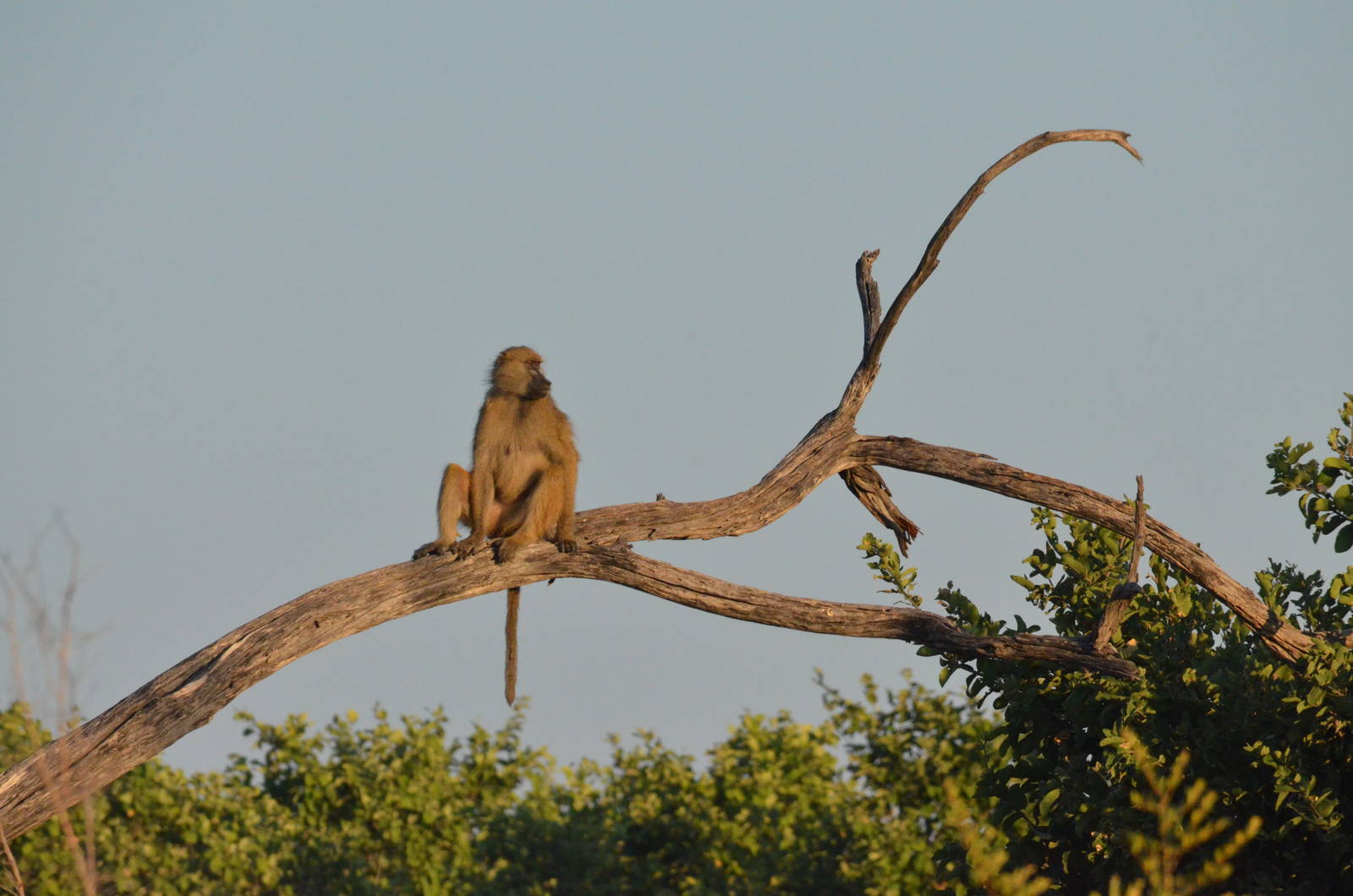 Chacma Baboon, Khwai Community Area, Botswana, 26/04/16