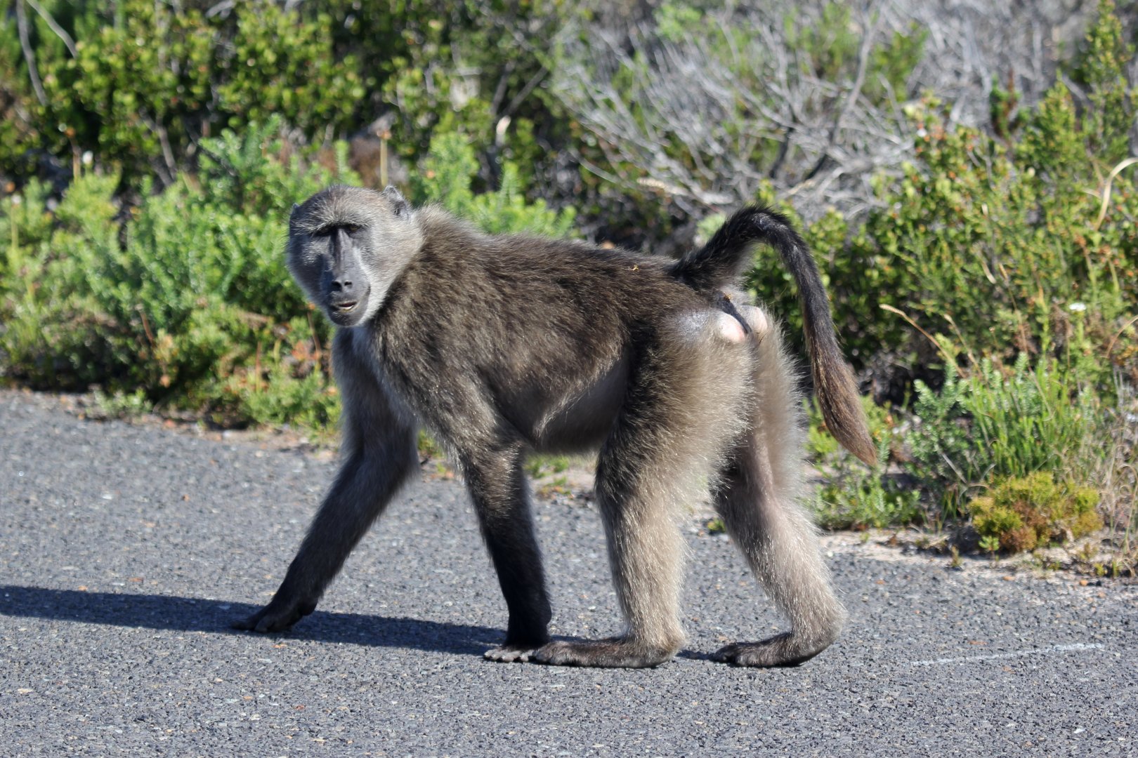 chacma baboon (Papio ursinus) grinning