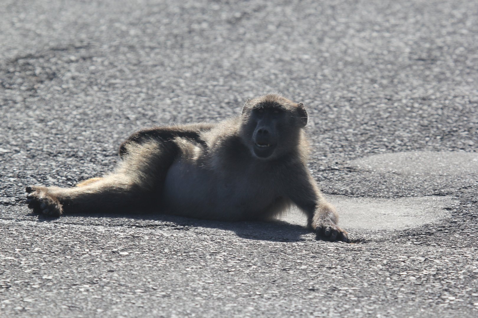 chacma baboon (Papio ursinus) posing