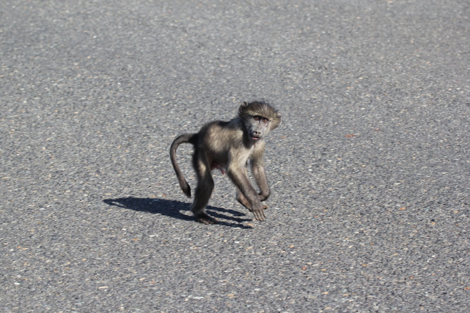 chacma baboon (Papio ursinus) young
