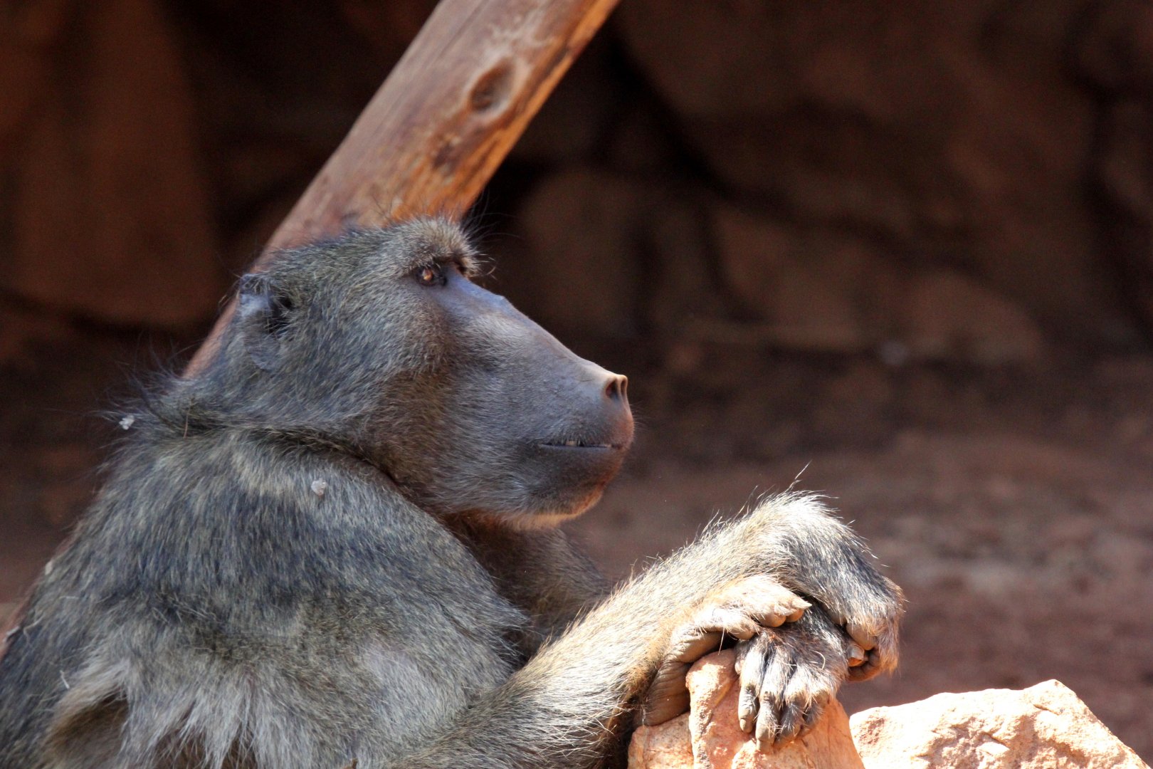 chacma baboon (Papio ursinus)