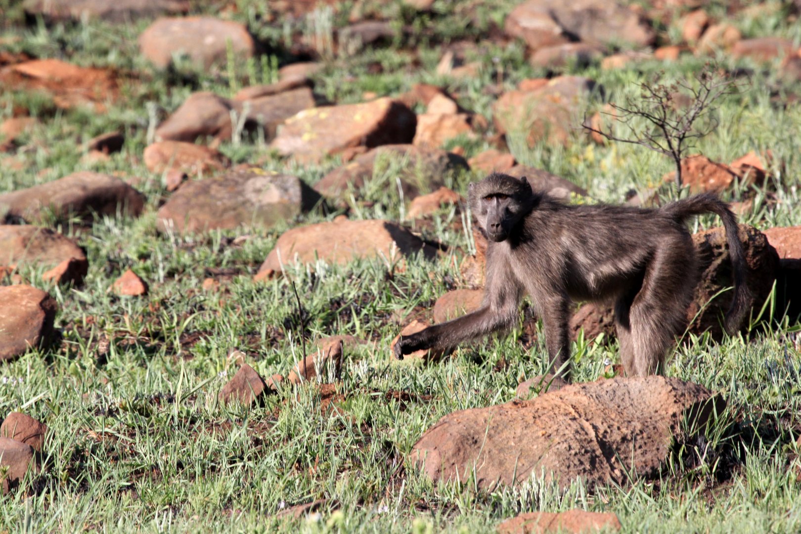 Chacma Baboon (Papio ursinus)
