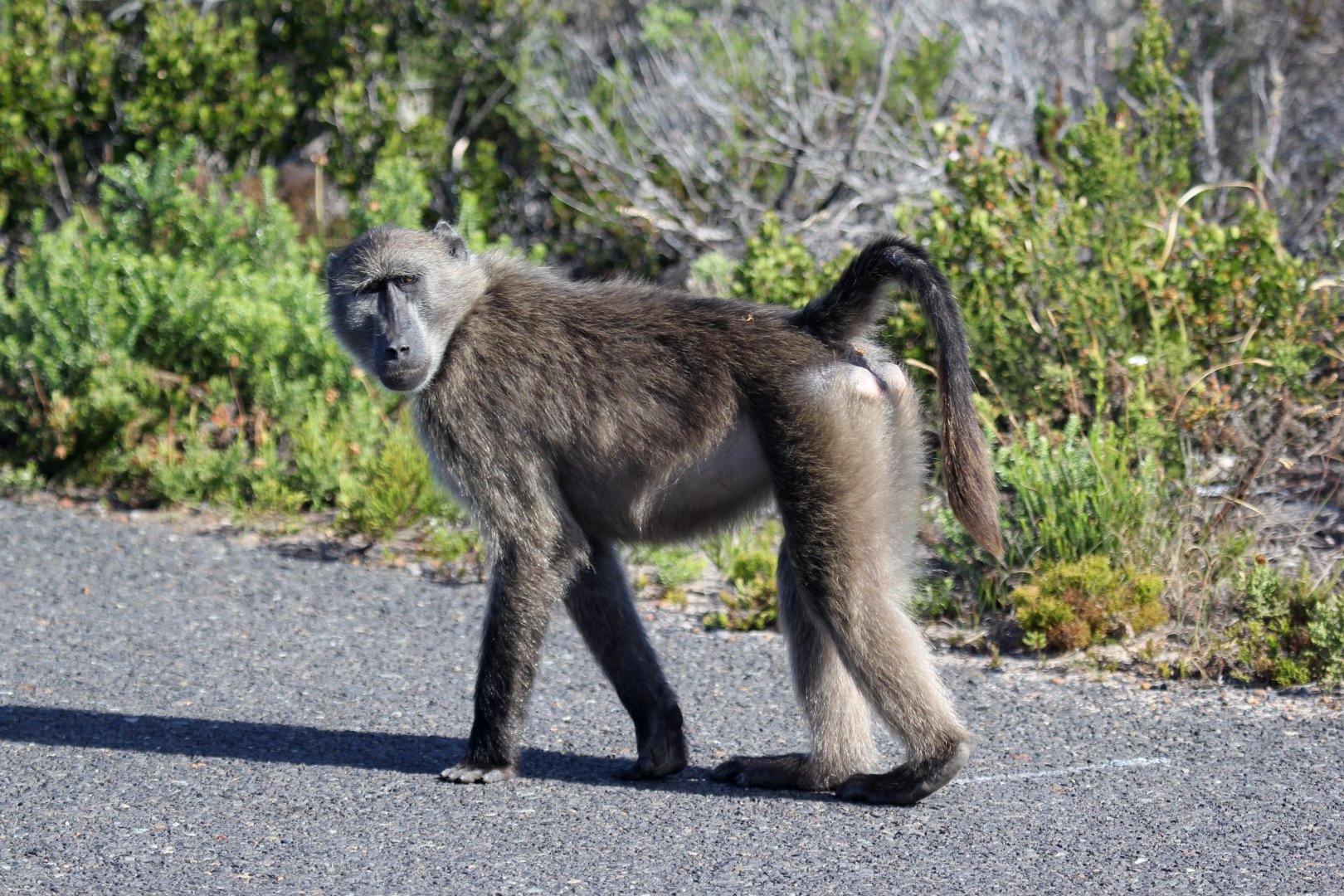 chacma baboon (Papio ursinus)