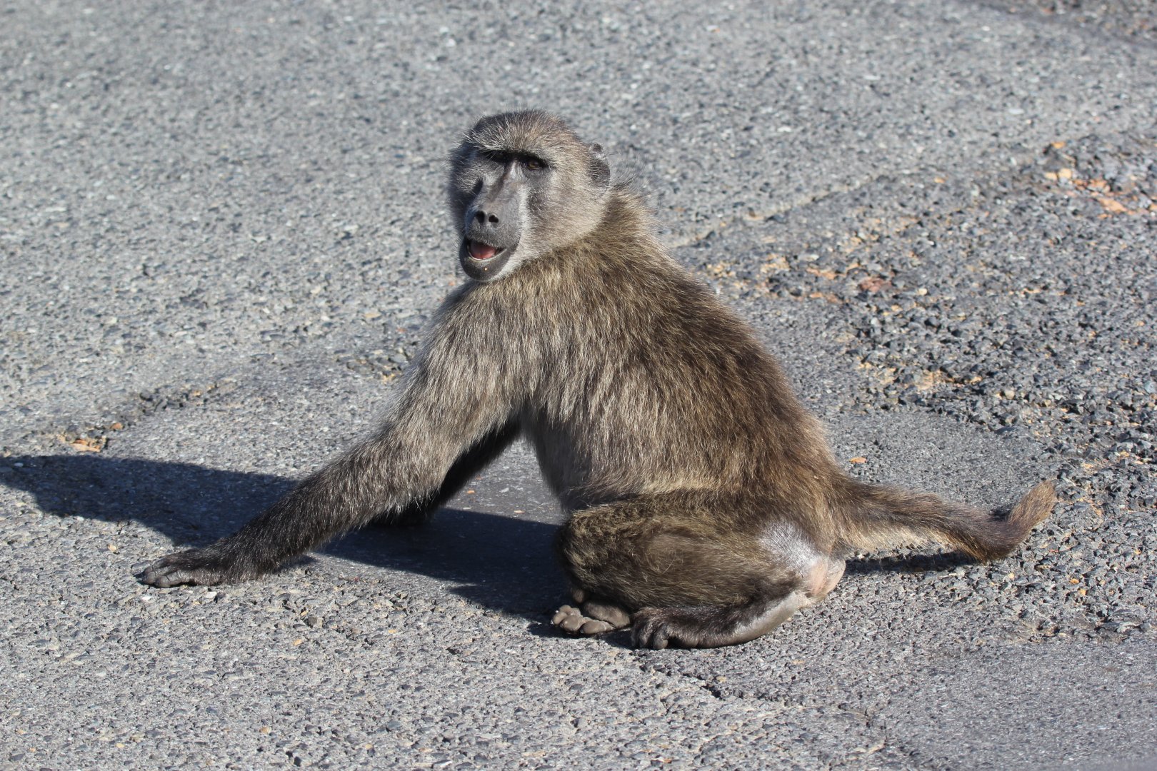 chacma baboon (Papio ursinus)