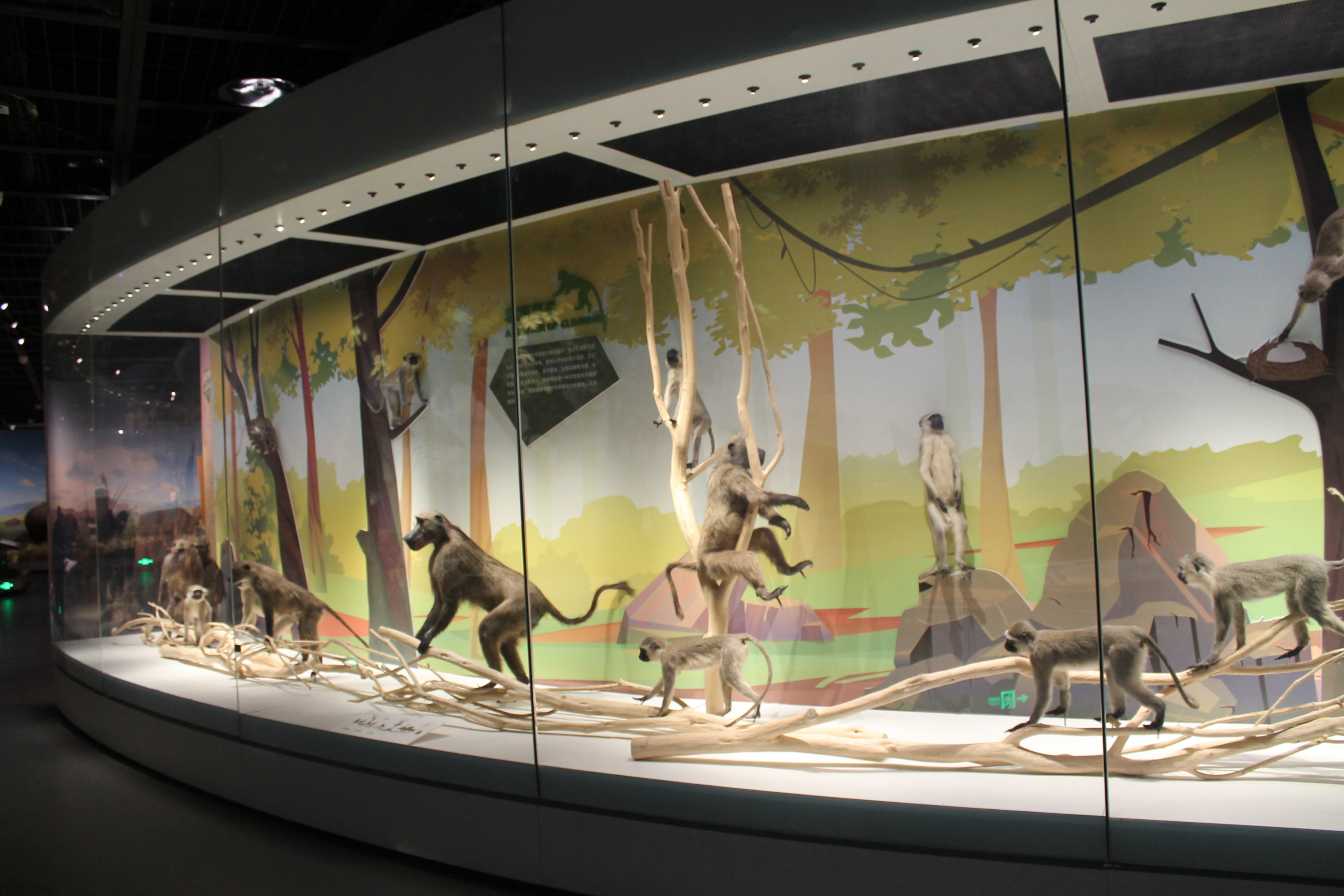 Chacma Baboons and Vervets - Shaanxi Nature Museum