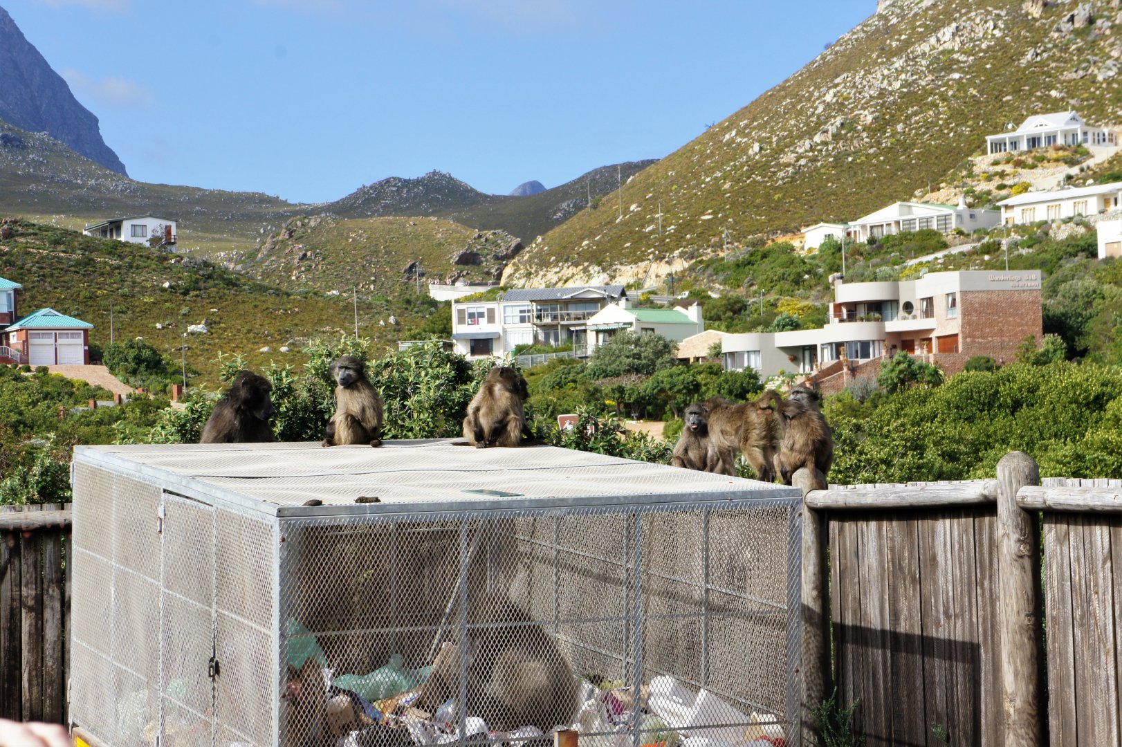 Chacma baboons in a garbage dump