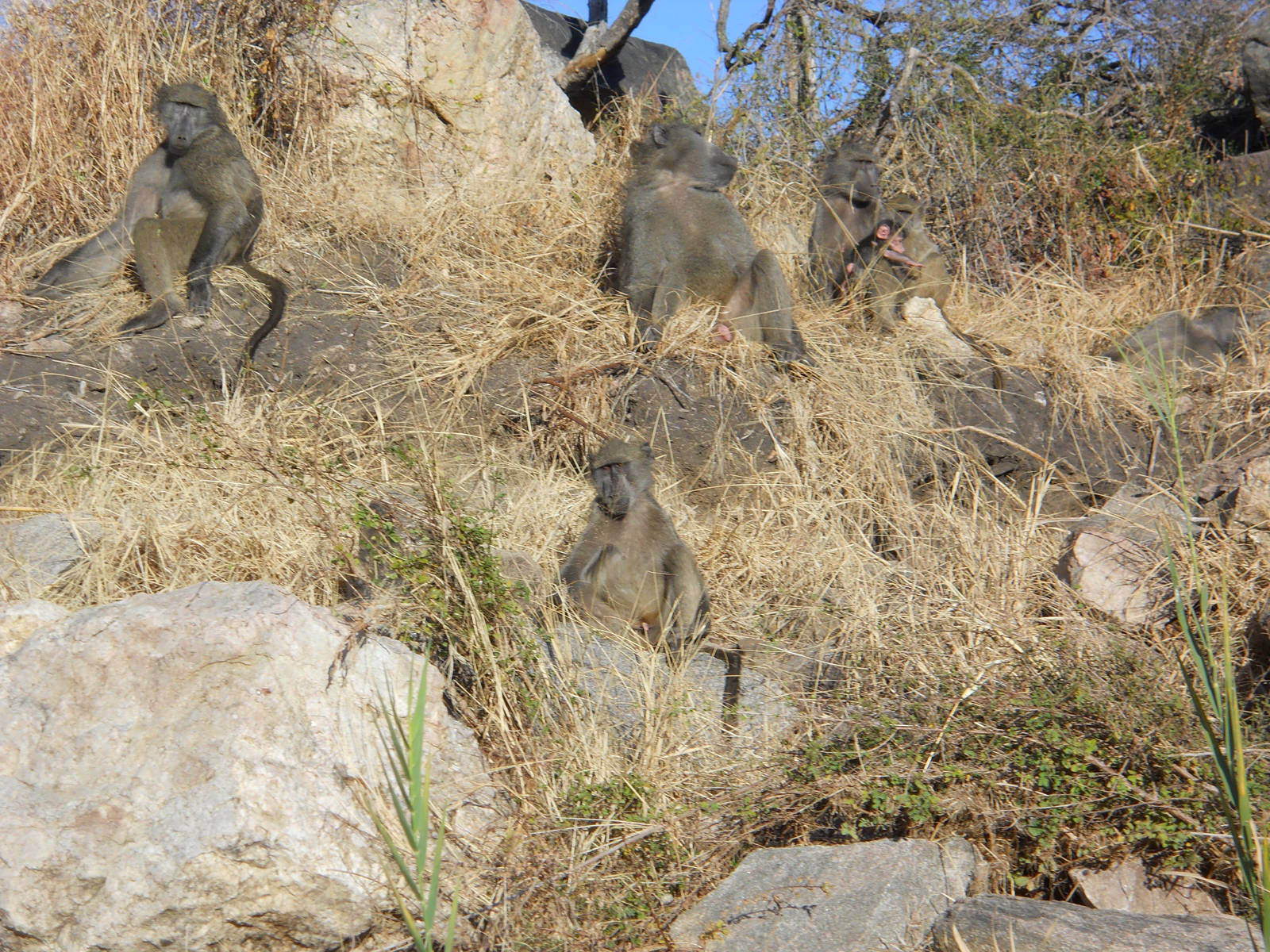 Chacma baboons, Kruger National Park