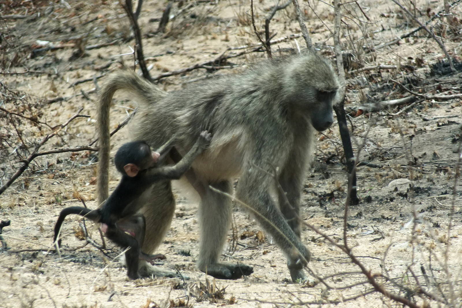 Chacma Baboons