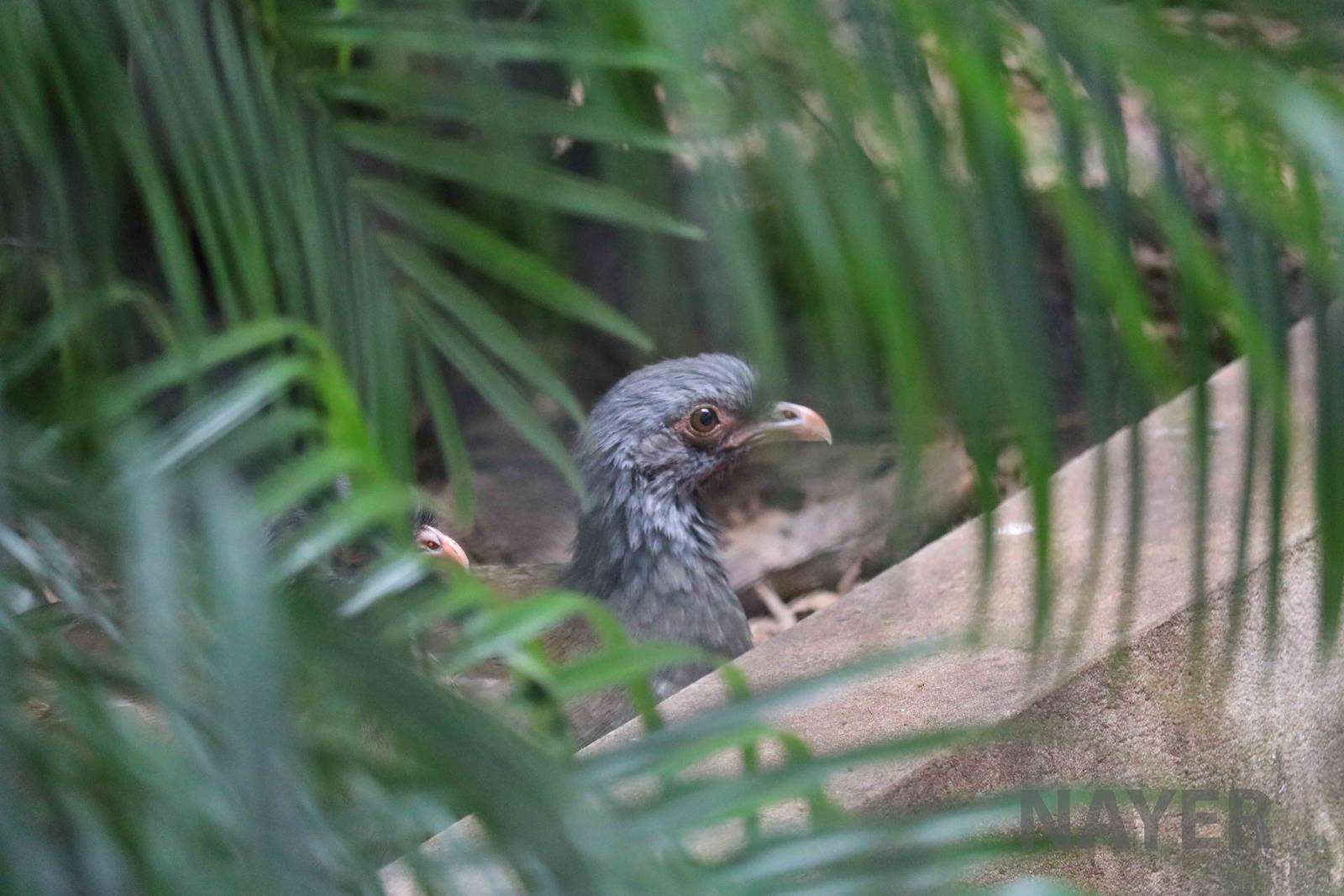 Chaco chacalaca, March 2016