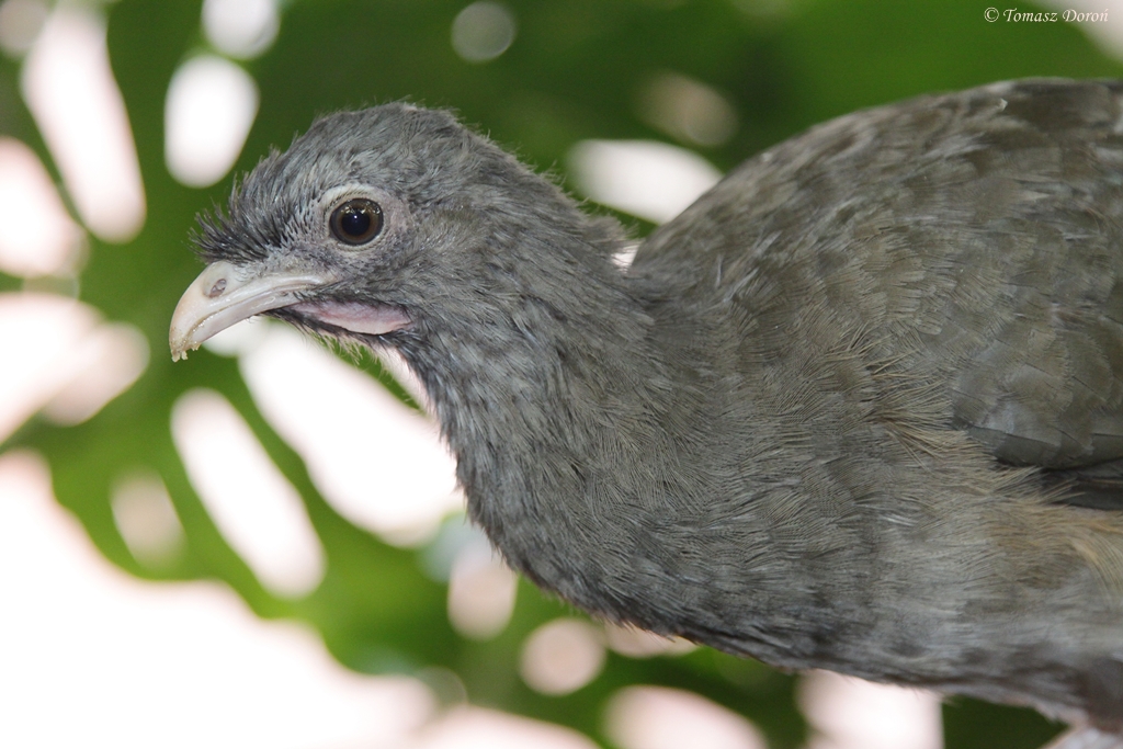 Chaco Chacalaca (Ortalis canicollis)