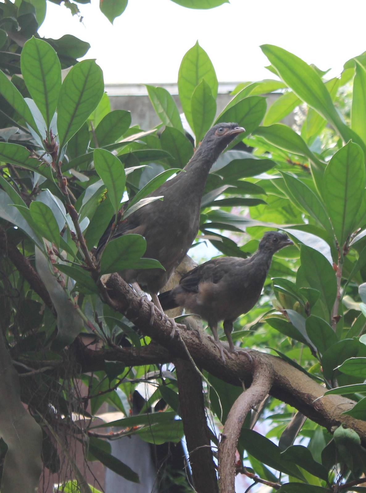 Chaco chacalaca with youngster