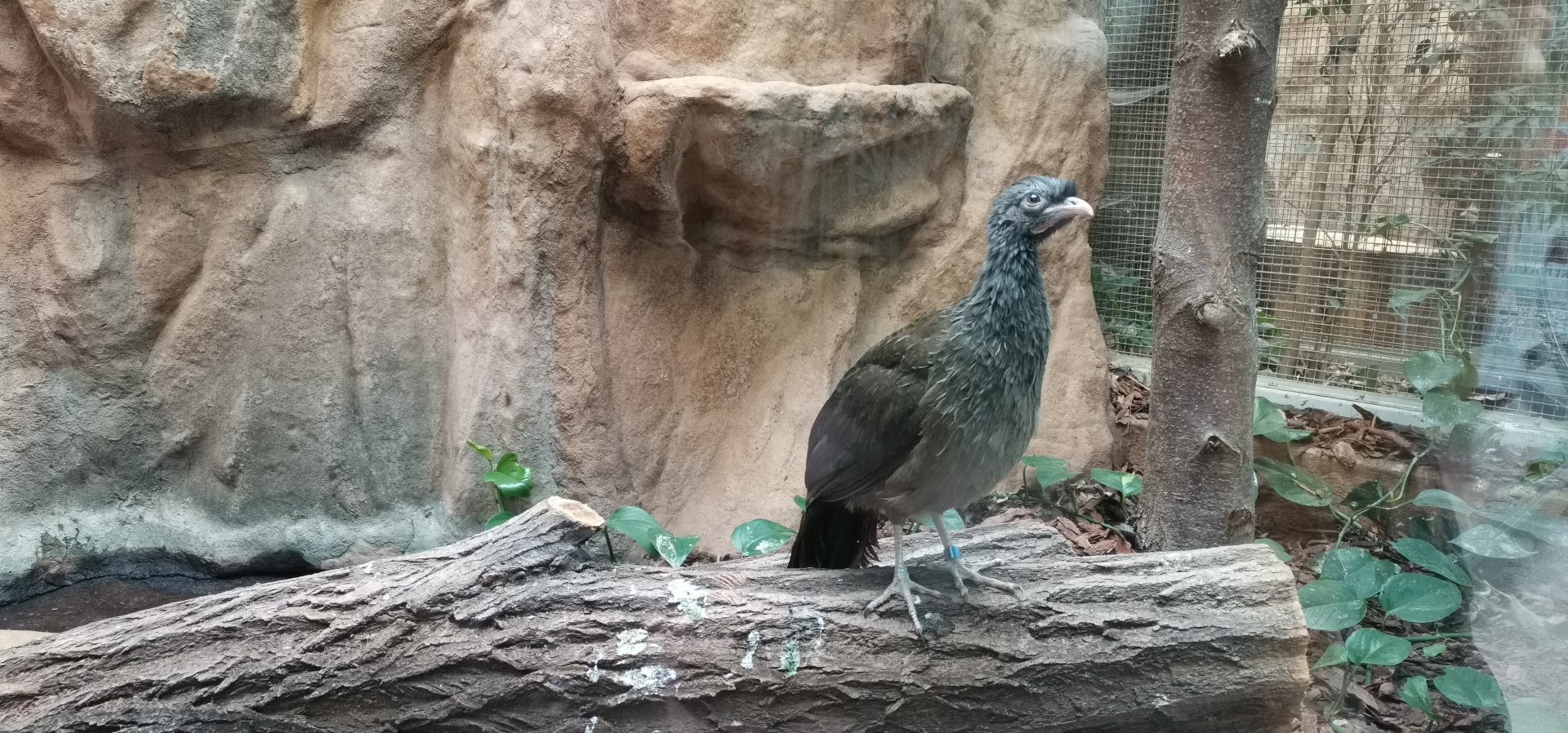 Chaco Chachalaca, Bird House