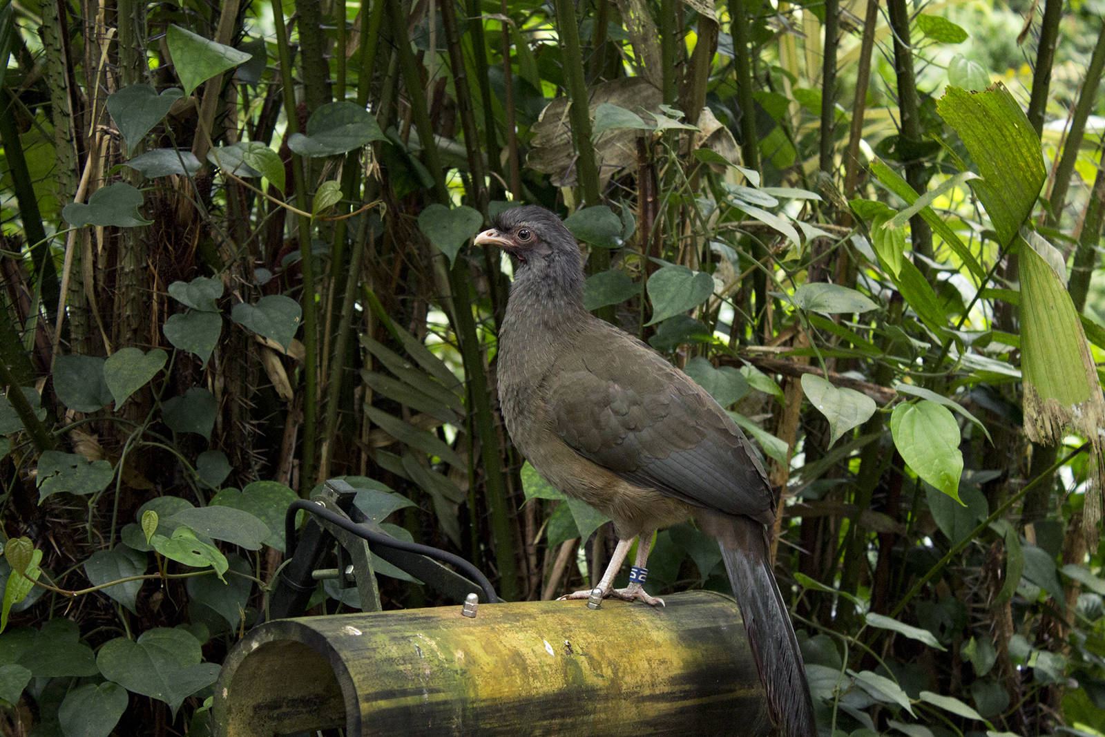 Chaco chachalaca in Burgers Bush