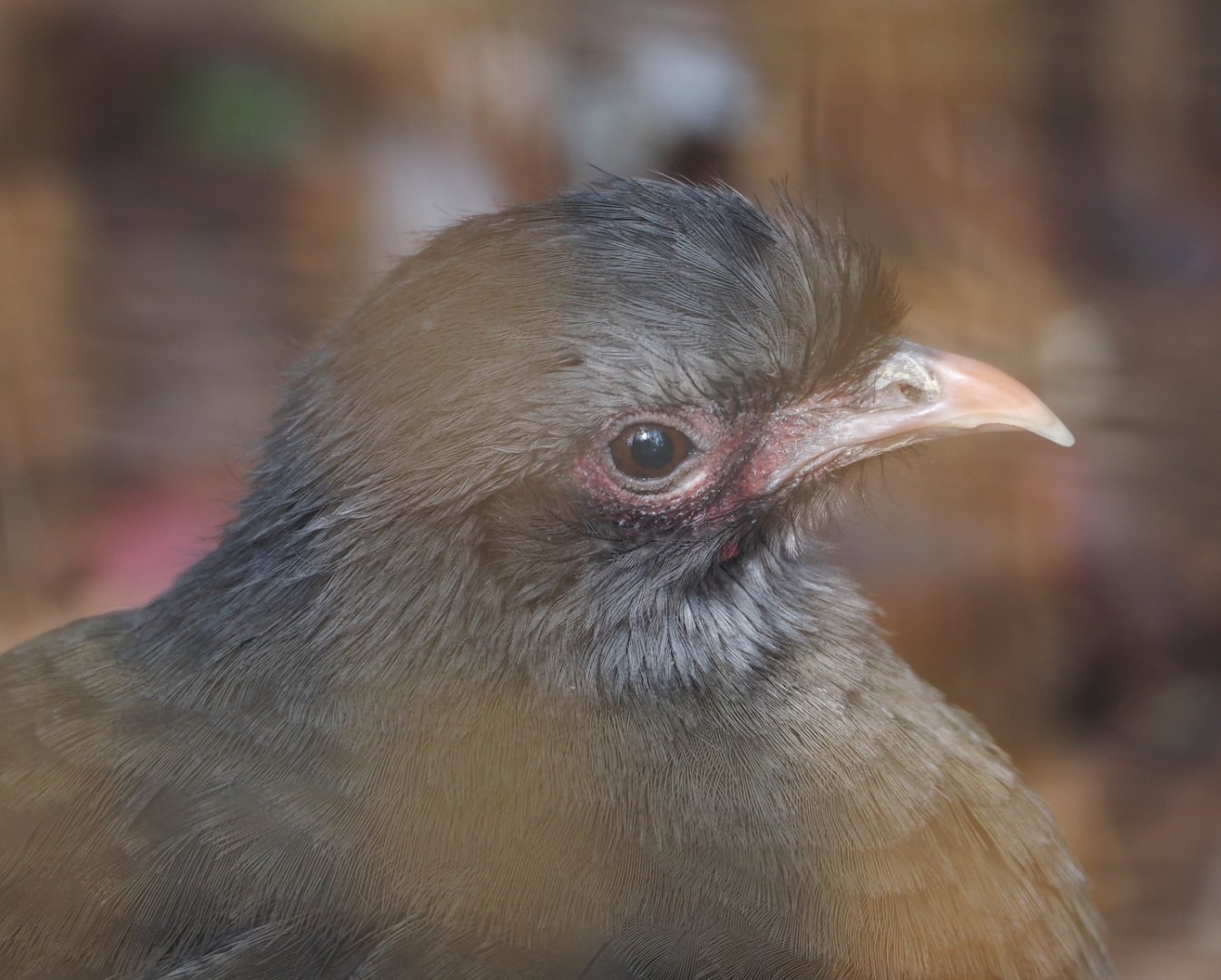 Chaco chachalaca (Ortalis canicollis), 2025-03-23