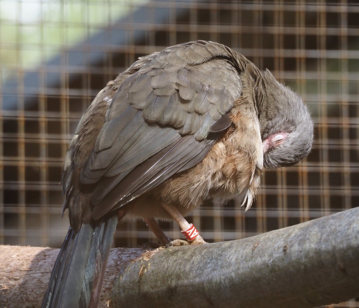 Chaco chachalaca (Ortalis canicollis), 2025-03-23
