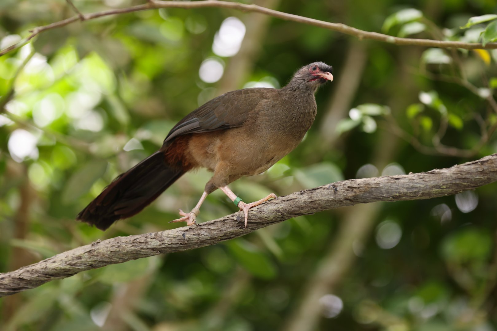 Chaco Chachalaca (Ortalis canicollis) - Amazonian Jewels