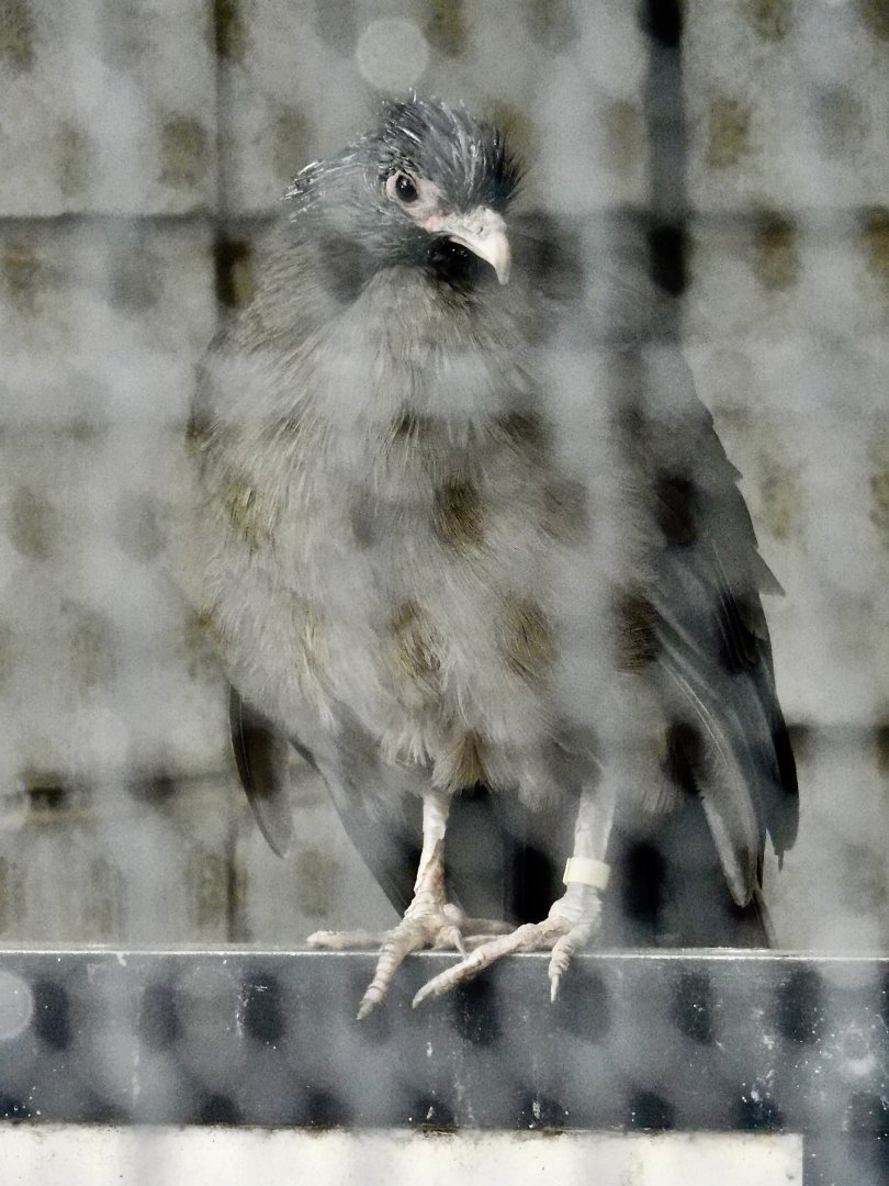 Chaco Chachalaca (Ortalis canicollis) - Yumemigasaki Zoological Park October 12, 2025