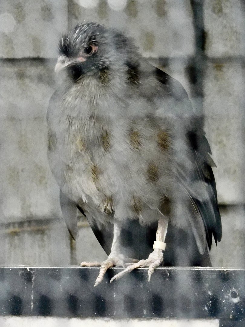 Chaco Chachalaca (Ortalis canicollis) - Yumemigasaki Zoological Park October 12, 2025