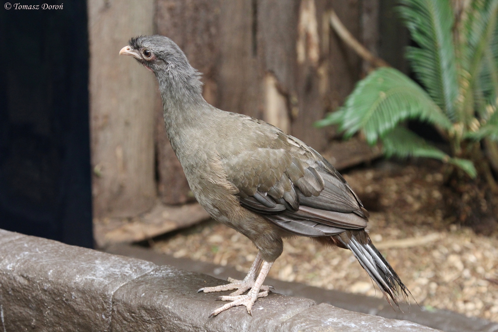 Chaco chachalaca (Ortalis canicollis)