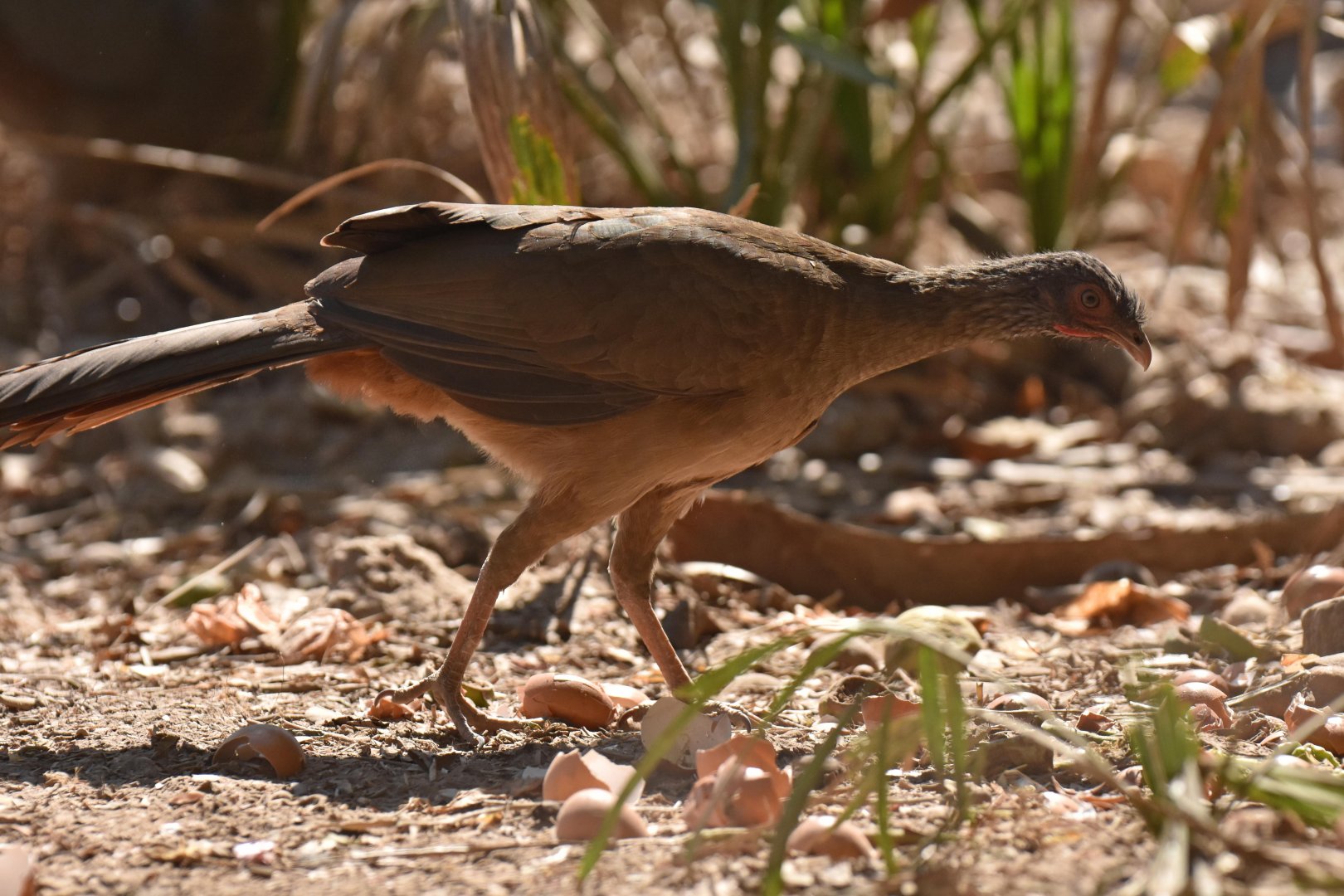 Chaco Chachalaca (Ortalis canicollis)
