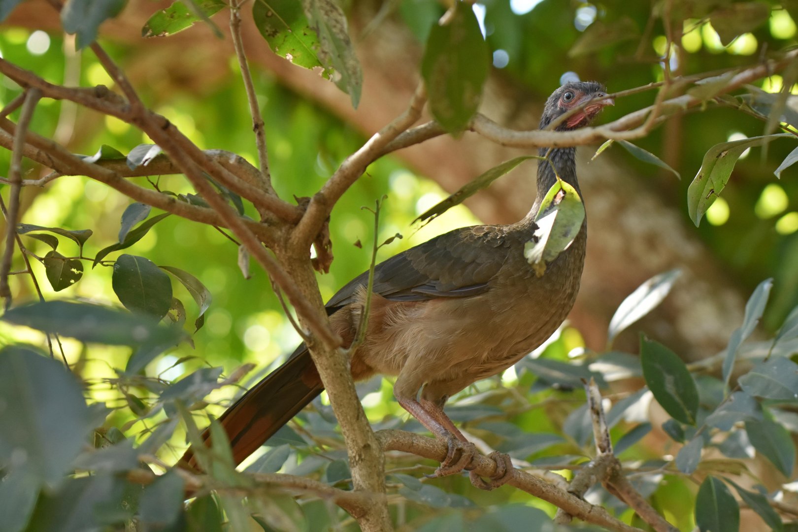 Chaco Chachalaca (Ortalis canicollis)