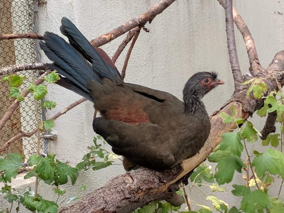 Chaco chachalaca (Ortalis canicollis)