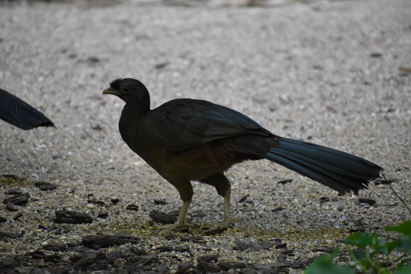 Chaco Chachalaca - Ortalis canicollis