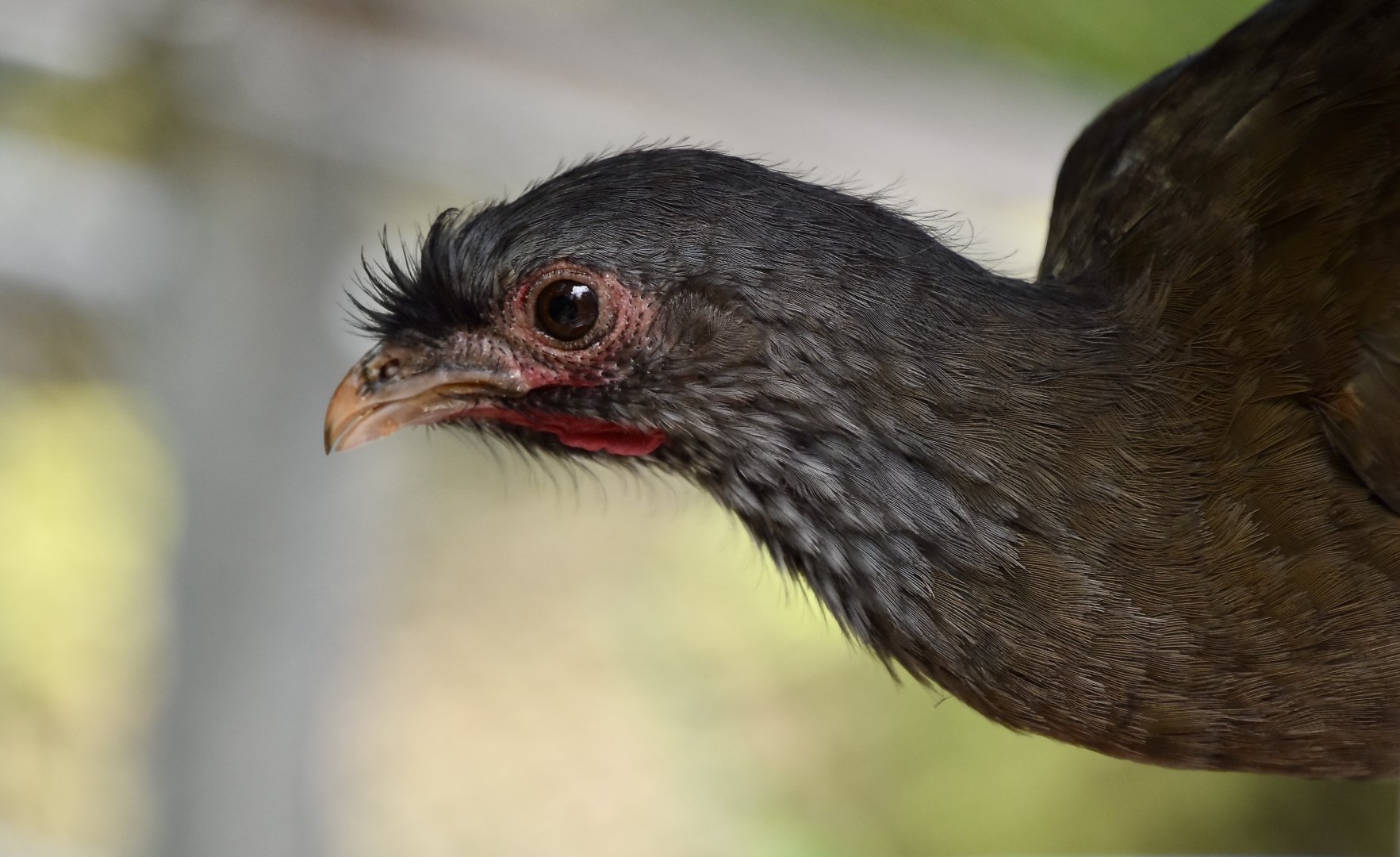 Chaco Chachalaca (Ortalis canicollis)