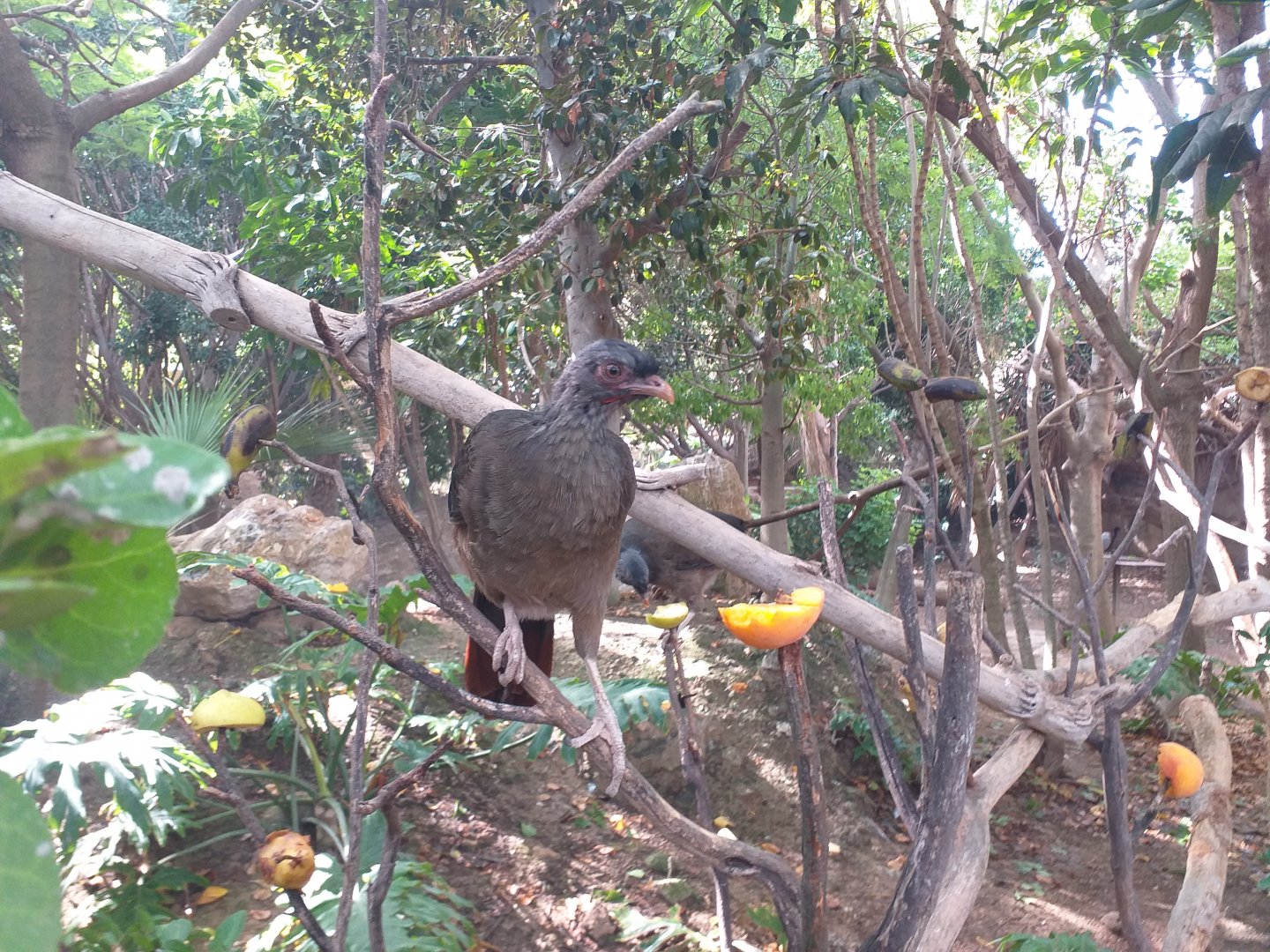Chaco chachalaca -TerraNatura Benidorm (2021)