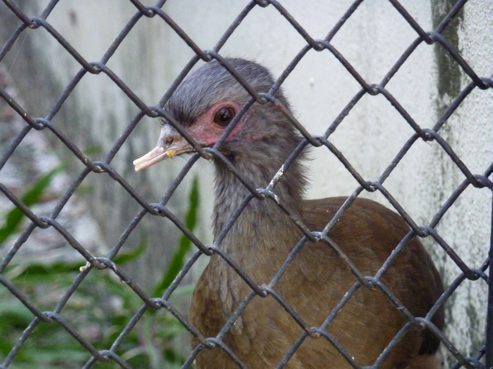 Chaco chachalaca