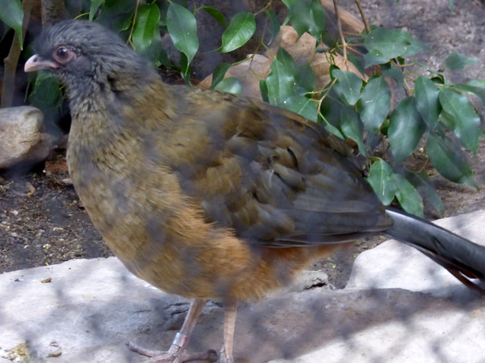 Chaco Chachalaca