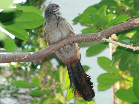 Chaco Chachalaca