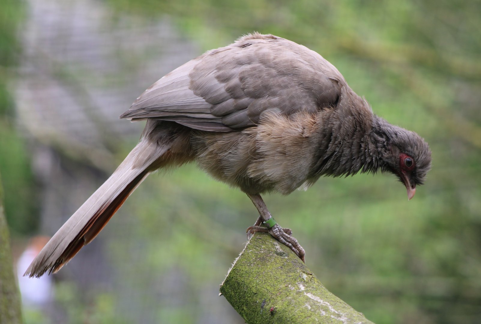 Chaco chachalaca