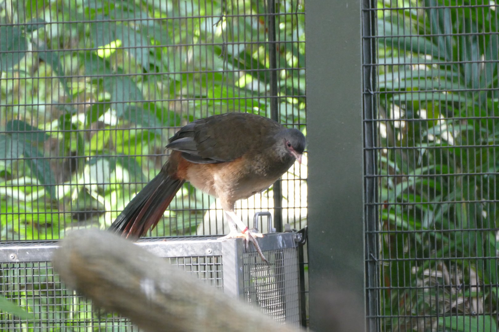 Chaco chachalaca