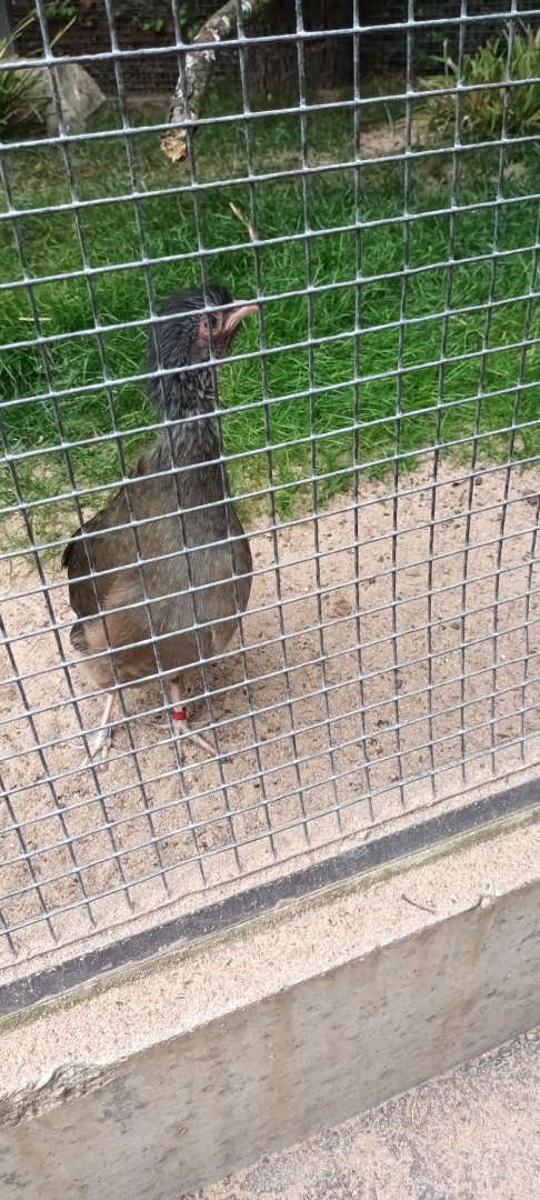 Chaco Chachalaca