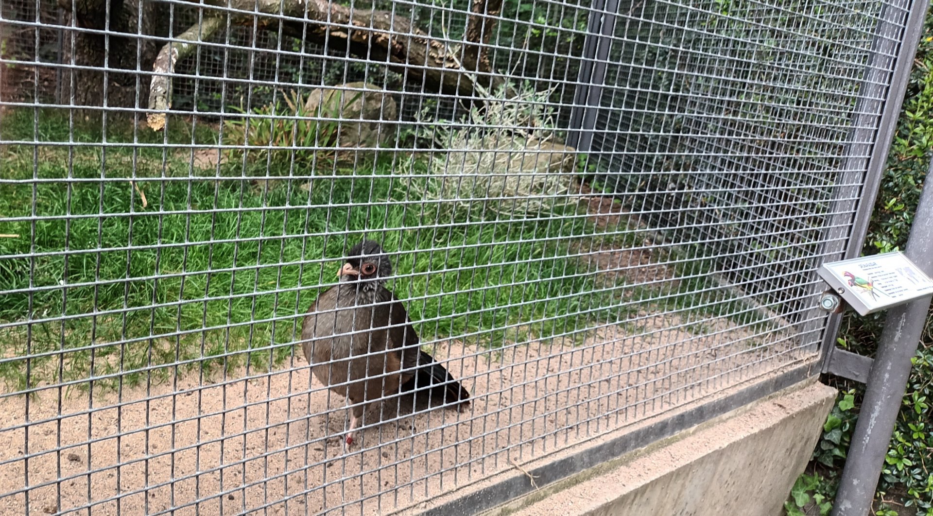 Chaco Chachalaca