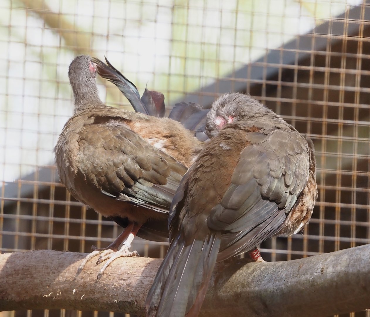 Chaco chachalacas (Ortalis canicollis), 2025-03-23
