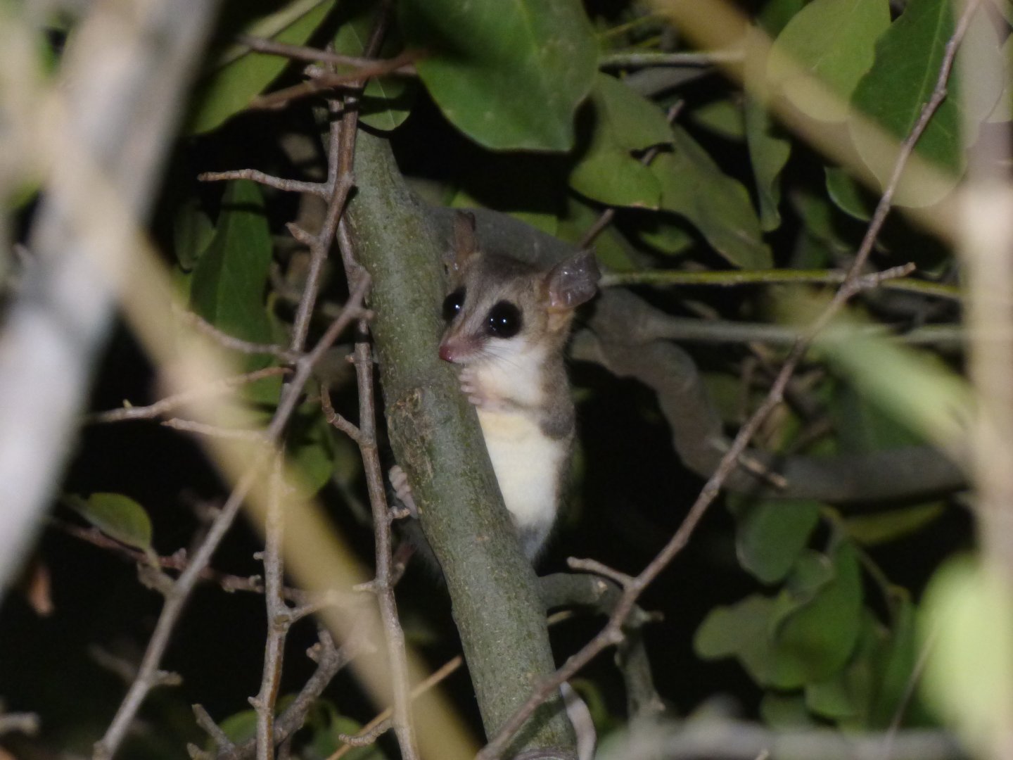 Chaco Fat-tailed Opossum (Thyllamys pusillus)
