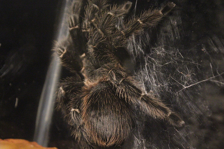 Chaco golden knee (Grammostola pulchripes) - Suraloka Interactive Zoo