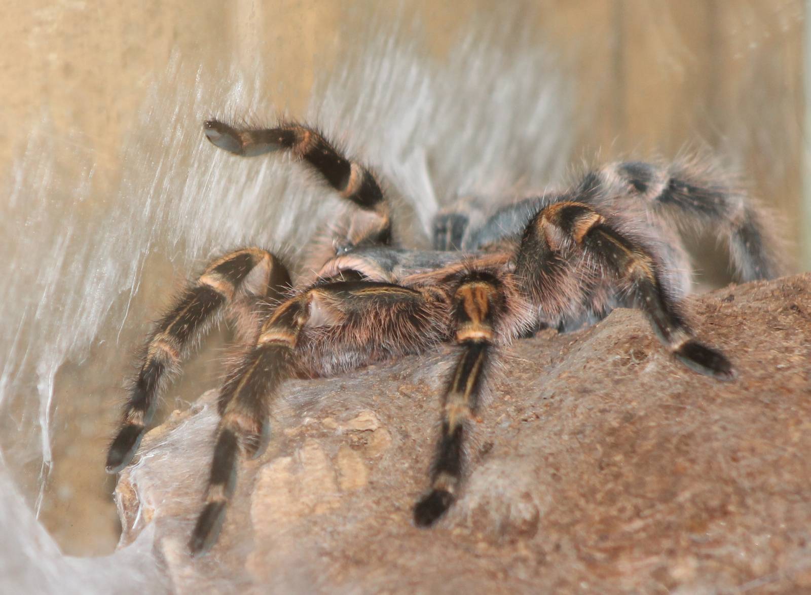 Chaco golden knee-striped birdspider