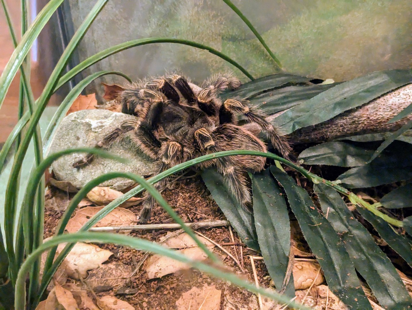 Chaco Golden-knee Tarantula - July 8th 2023